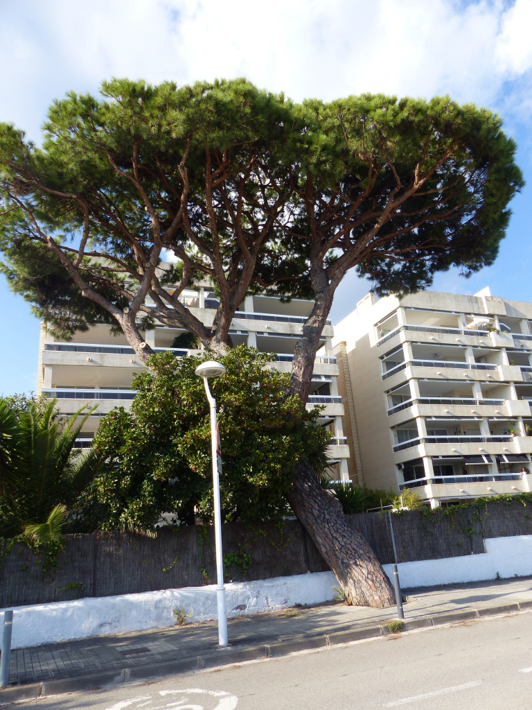 Pins del passeig del Marquès de Casa Riera. 
