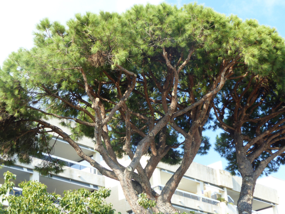 Pins del passeig del Marquès de Casa Riera. Detall d'una de les capçades. 