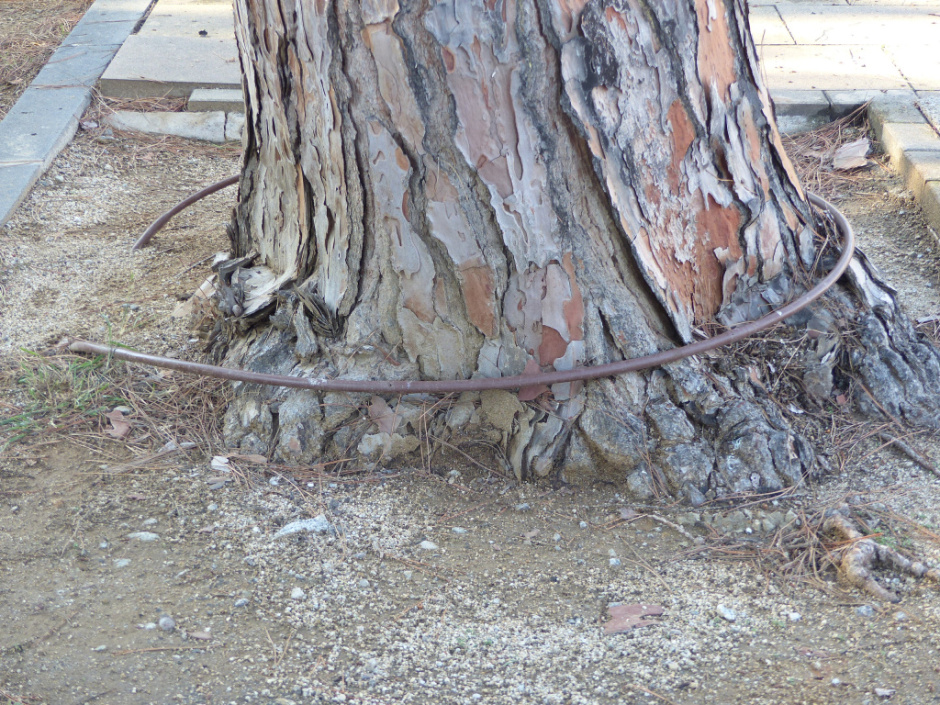 Detall de l'escocell i reg. Vista general. 