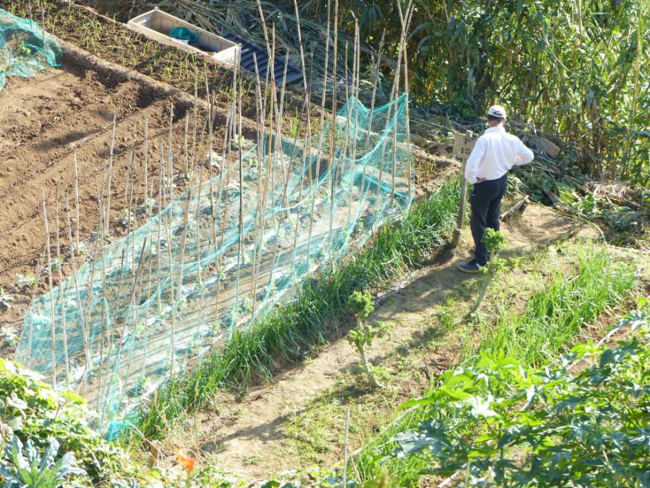 Vista general dels horts.