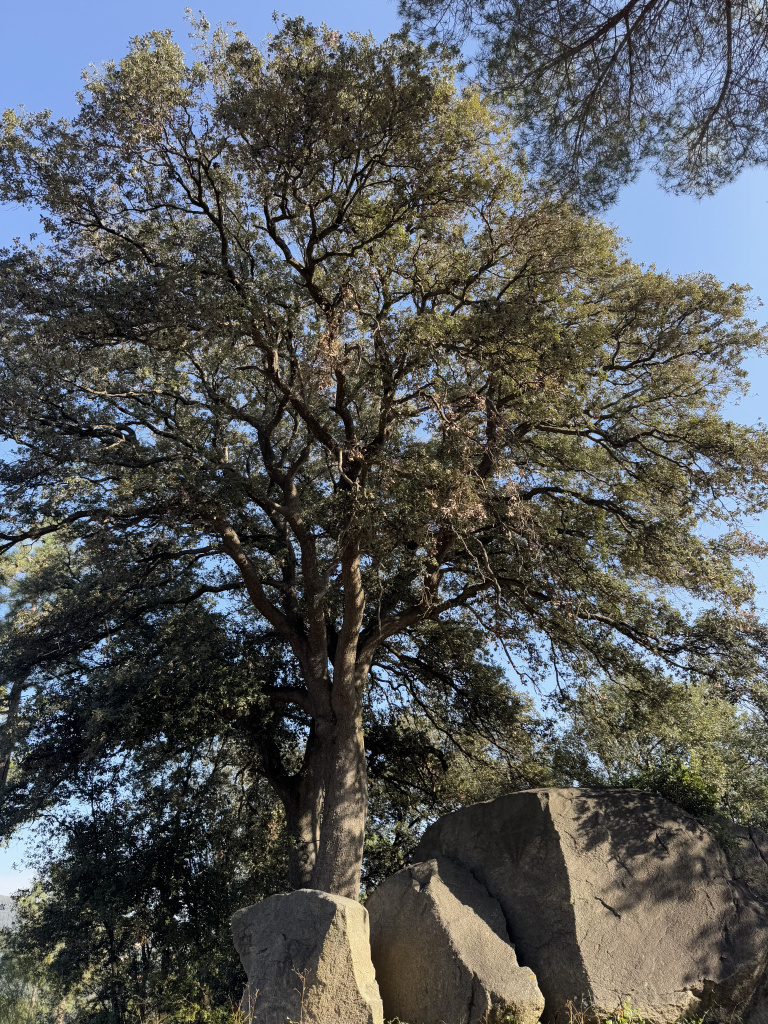 Alzina del camí del Montalt. Capçada. 