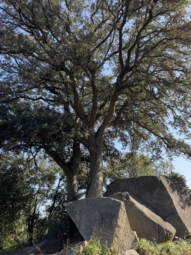 Alzina del camí del Montalt. Vista general. 