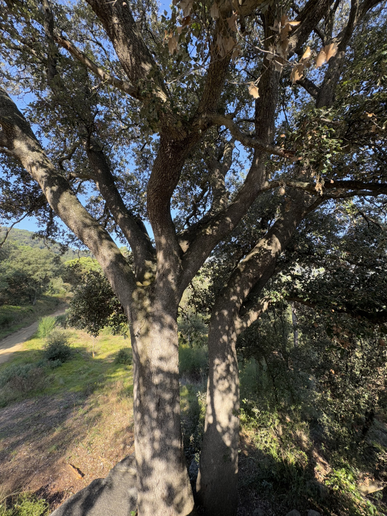 Alzina del camí del Montalt. Brancada. 
