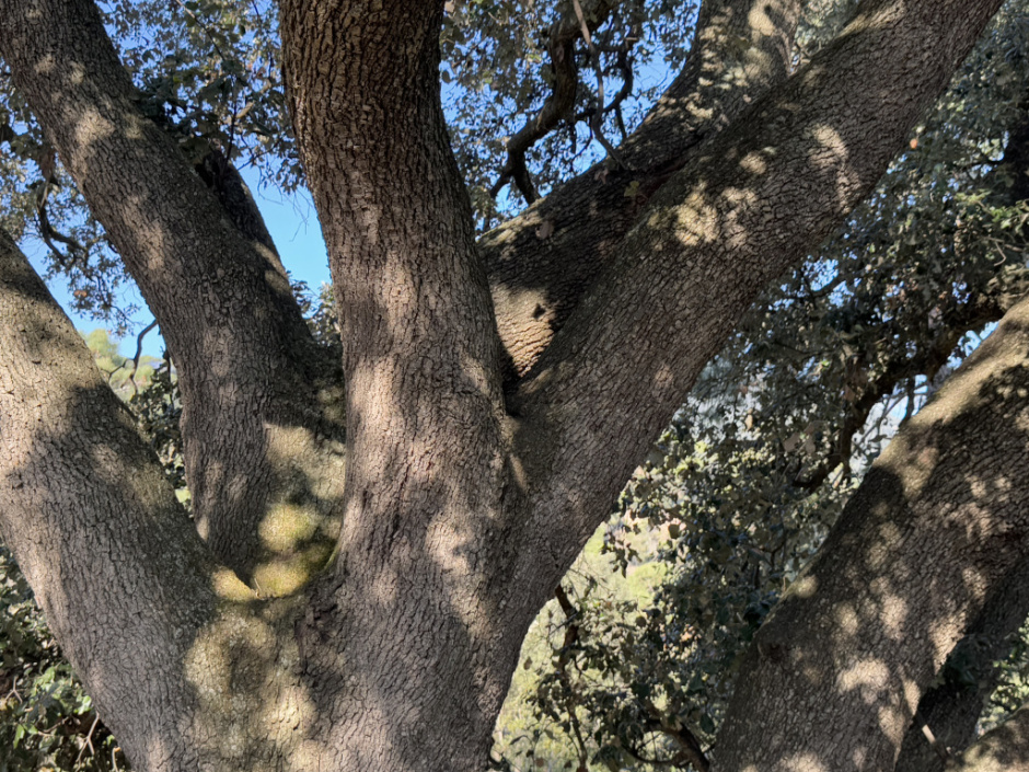 Alzina del camí del Montalt. Ull de la brancada. 