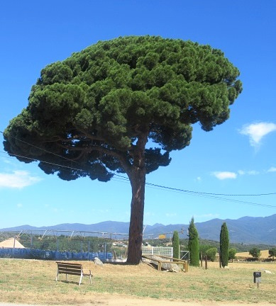 Font: Fotografia de Ramon Solé. Blog Fonts naturals, aigua, muntanya i més.