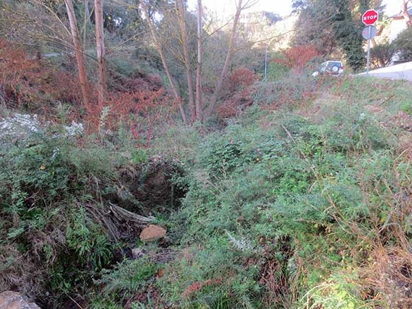 Imatge d'una part del Torrent de Can Bonamusa afectat per la vegetació. Font: Fotografia pròpia