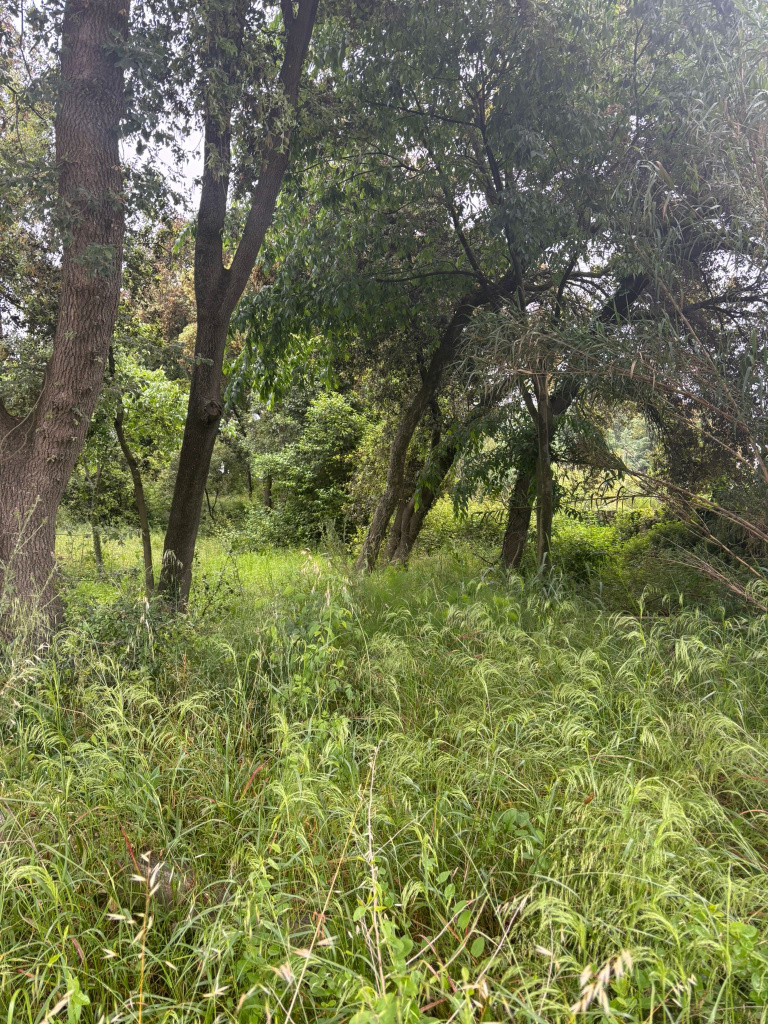 Imatge de la Riera de Taipoles. Font: Fotografia pròpia.