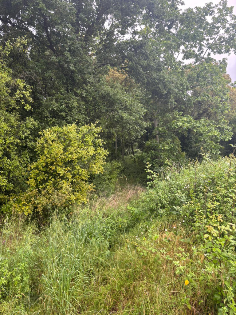 Imatge del Torrent de can Agell. Font: Fotografia pròpia.