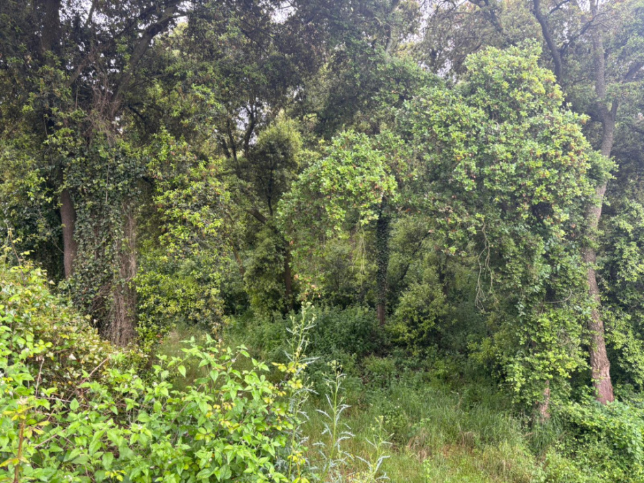 Vegetació que es troba al costat i al llarg del Torrent de can Agell. Font: Fotografia pròpia.