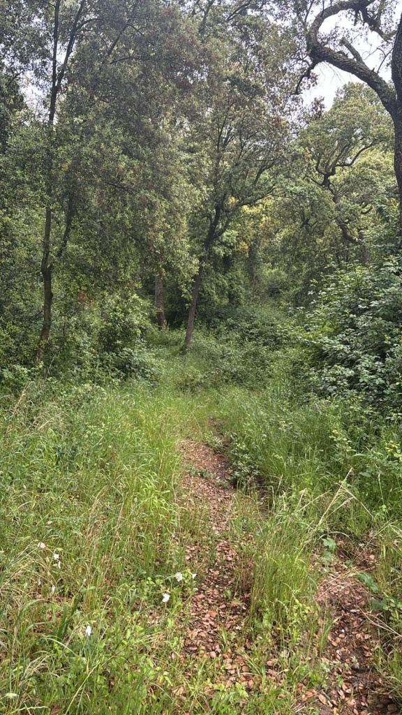 Imatge del Torrent de l'Illa. Font: Fotografia pròpia.