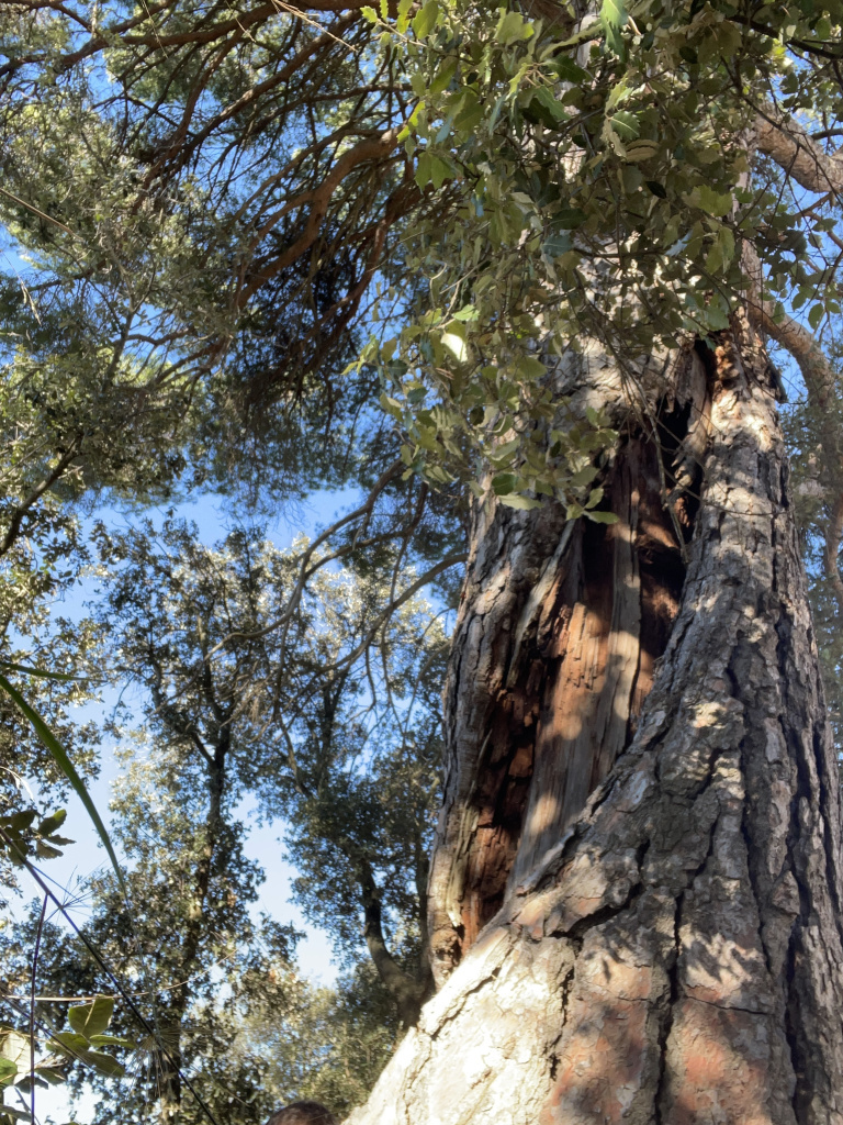 Imatge del tronc del Pi de Vilalba. Font: Fotografia pròpia.