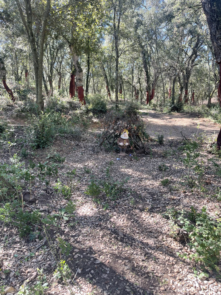 Imatge del paratge amb els alzinars on hi ha les figures dels nans. Font: Fotografia pròpia.