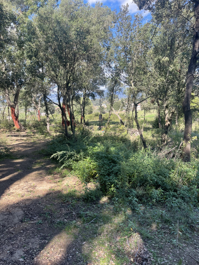 Imatge de l'alzinar del Bosc dels nans. Font: Fotografia pròpia.