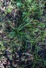 Isoetes durieui. Fotografia cedida per la Xarxa de Parcs Naturals - Parc del Montnegre i el Corredor