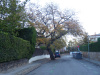 El roure de l'Eixample (Roure de l'eixample sud-oest al carrer de Mariné).