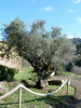 Vista detall de l'olivera al marge del camí de can Vilà.