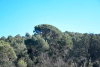 Foto del Pi extreta del Catàleg d’arbres i arbredes d’interès local de Sant Quirze del Vallès. Ajuntament de Sant Quirze del Vallès de COTS, Pau Antoni (2023).